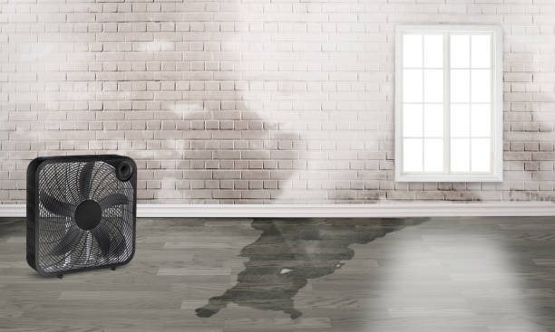 Best Water damage restoration experts  in Danbury, TX